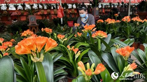 潍坊青州 花卉经济 美丽绽放